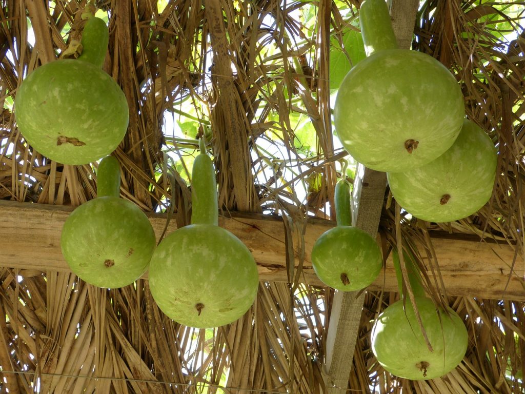 Bottle gourd